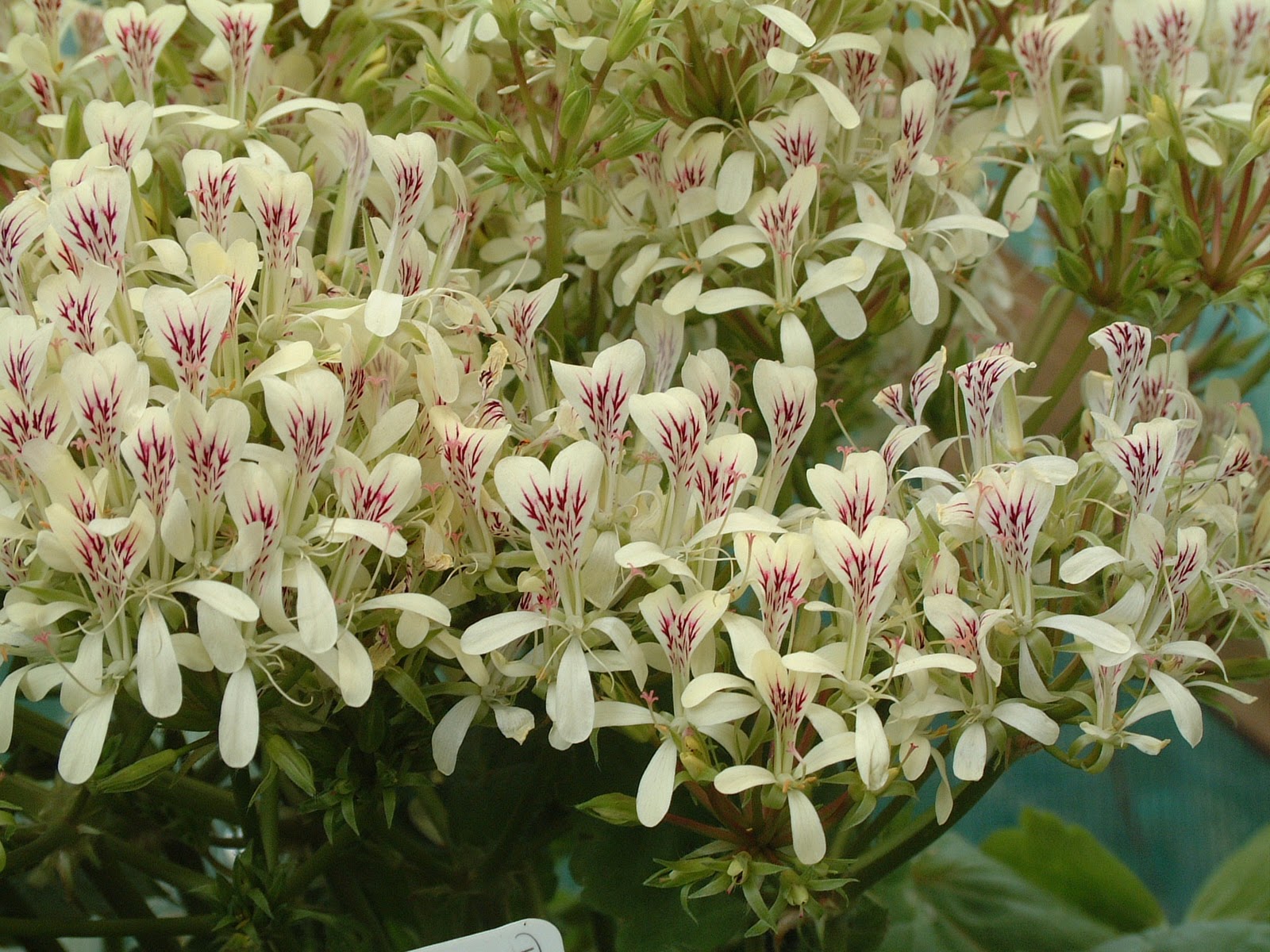 Pelargonium punctatum